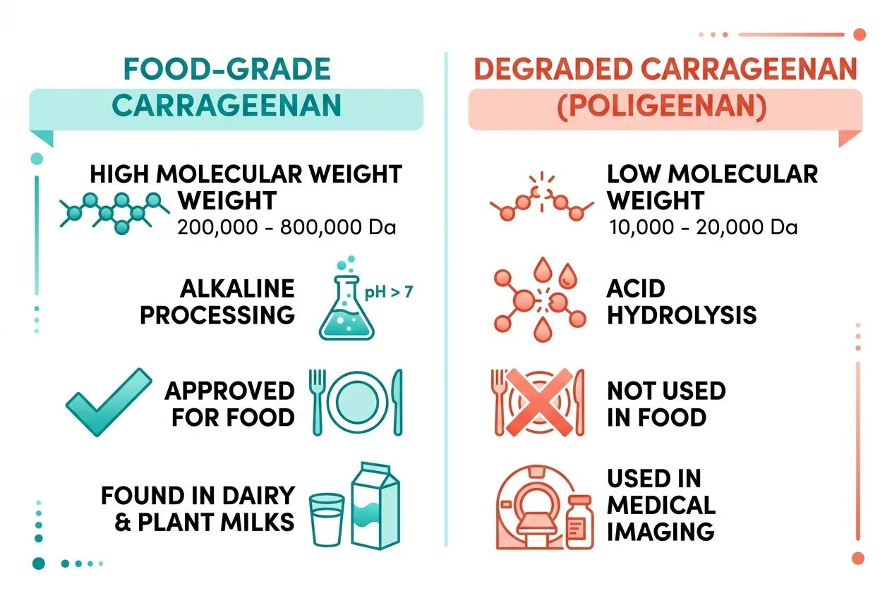 The Crucial Distinction: Food-Grade vs. Degraded Carrageenan